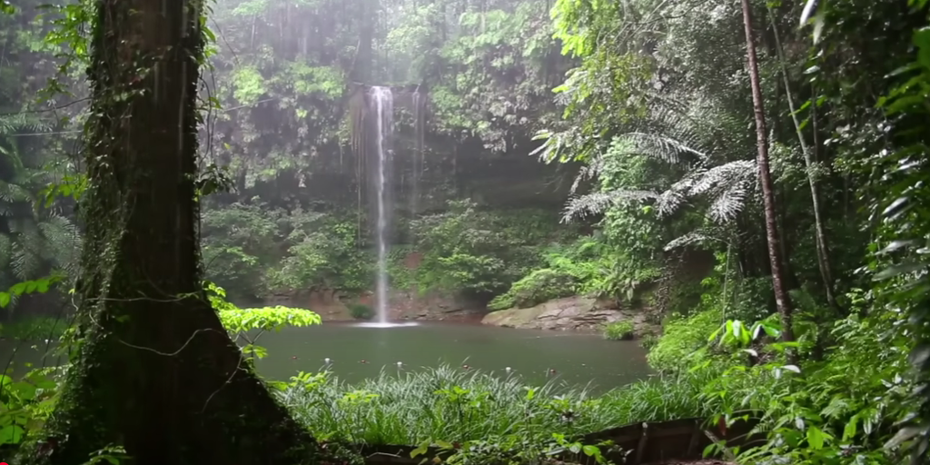 Rain Sound and Rainforest Animals Sound